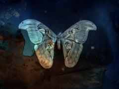 Atlas Moth bleu