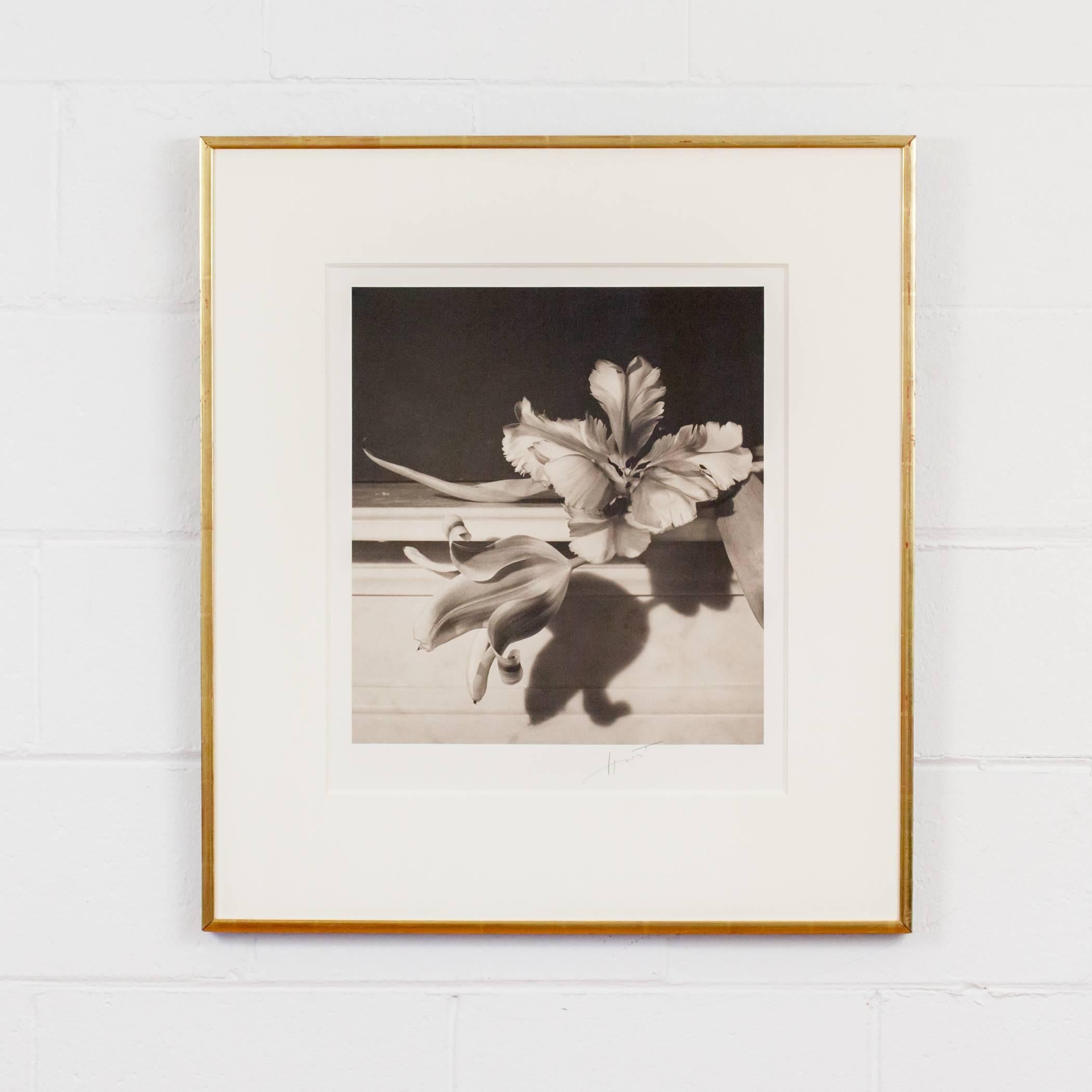 Tulips, Oyster Bay, NY - Photograph by Horst P. Horst
