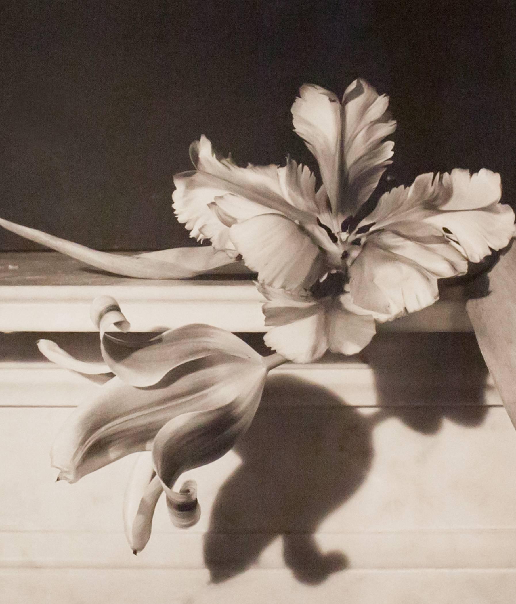 Horst P. Horst Black and White Photograph - Tulips, Oyster Bay, NY