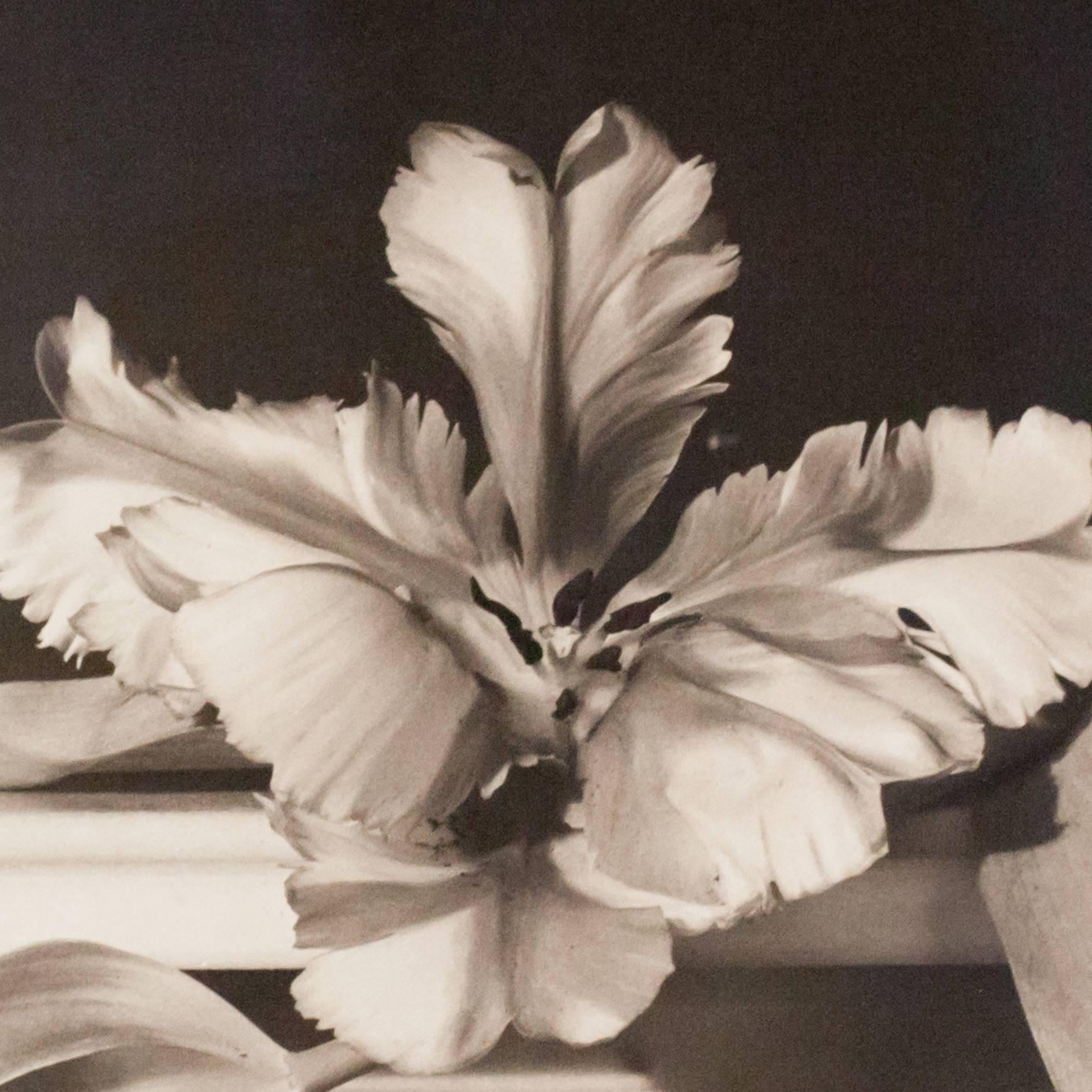Tulips, Oyster Bay, NY 1