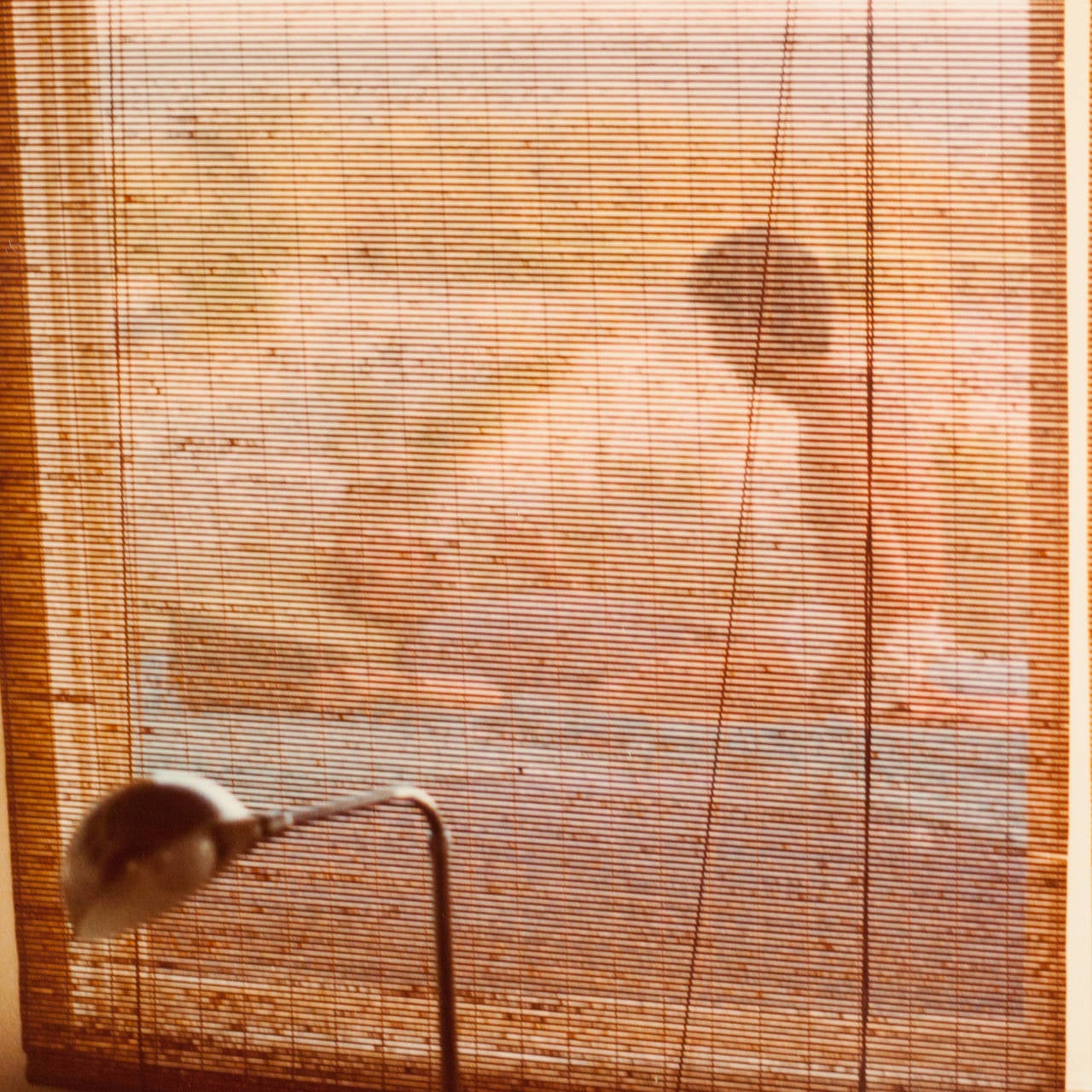 The Pines, Fire Island - Photograph by David Hockney