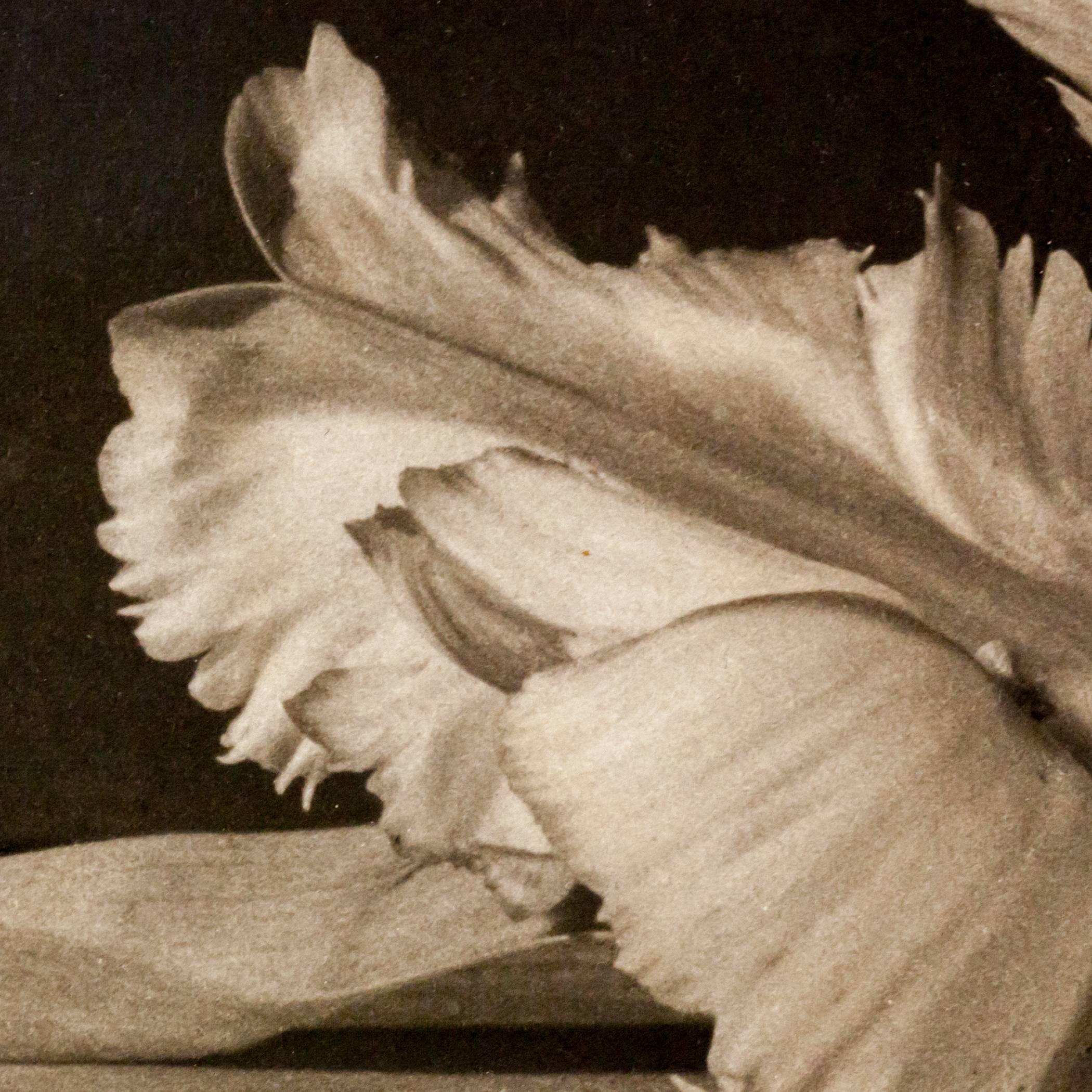 Tulips, Oyster Bay, NY 2