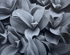 False Hellebore, Botanical Leaves
