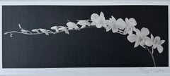 Cherry Blossom Vine