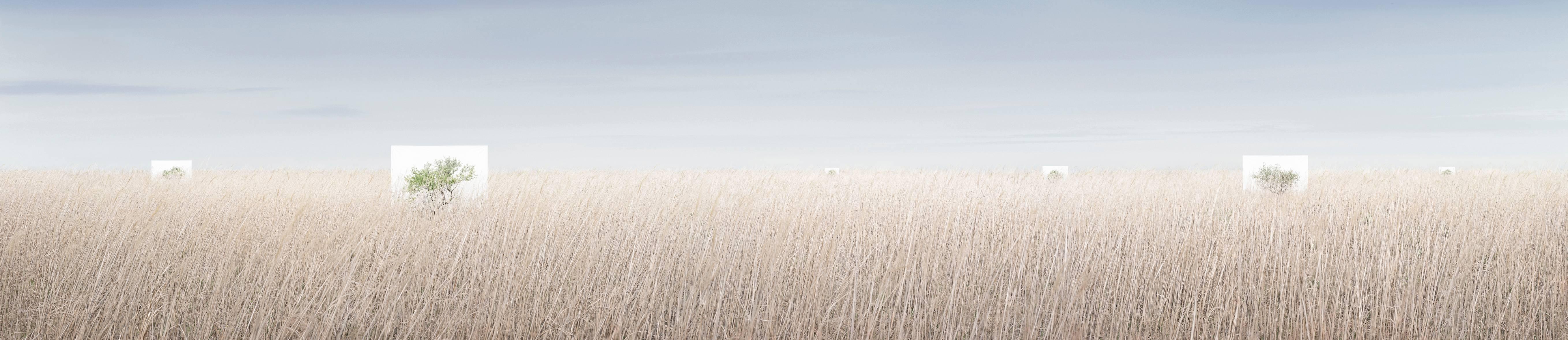 Myoung Ho Lee Landscape Photograph – Tree...#8