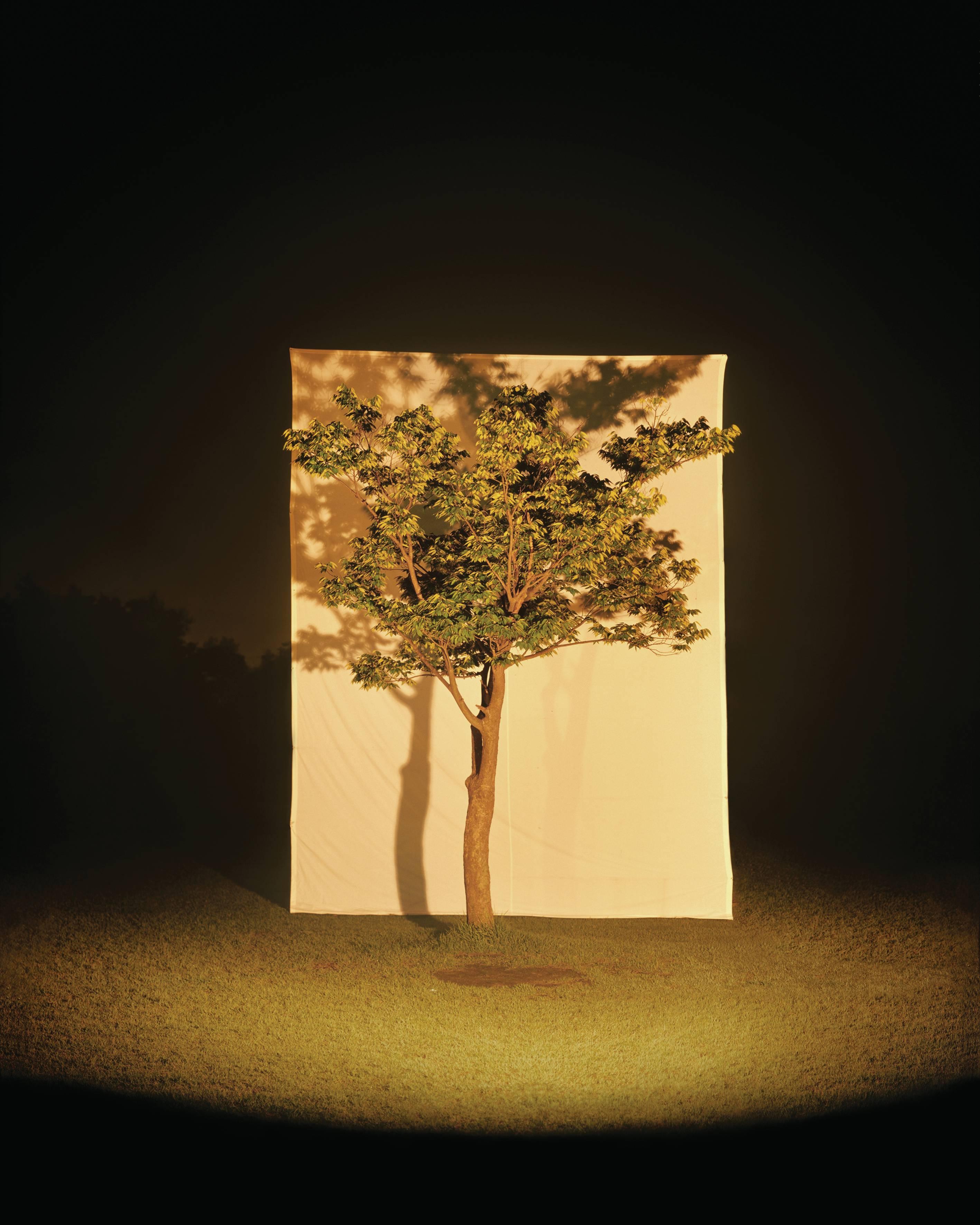 Tree #4 - Photograph by Myoung Ho Lee