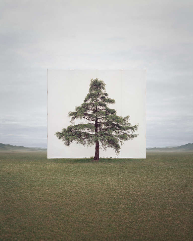 Myoung Ho Lee Landscape Photograph - Tree...#6