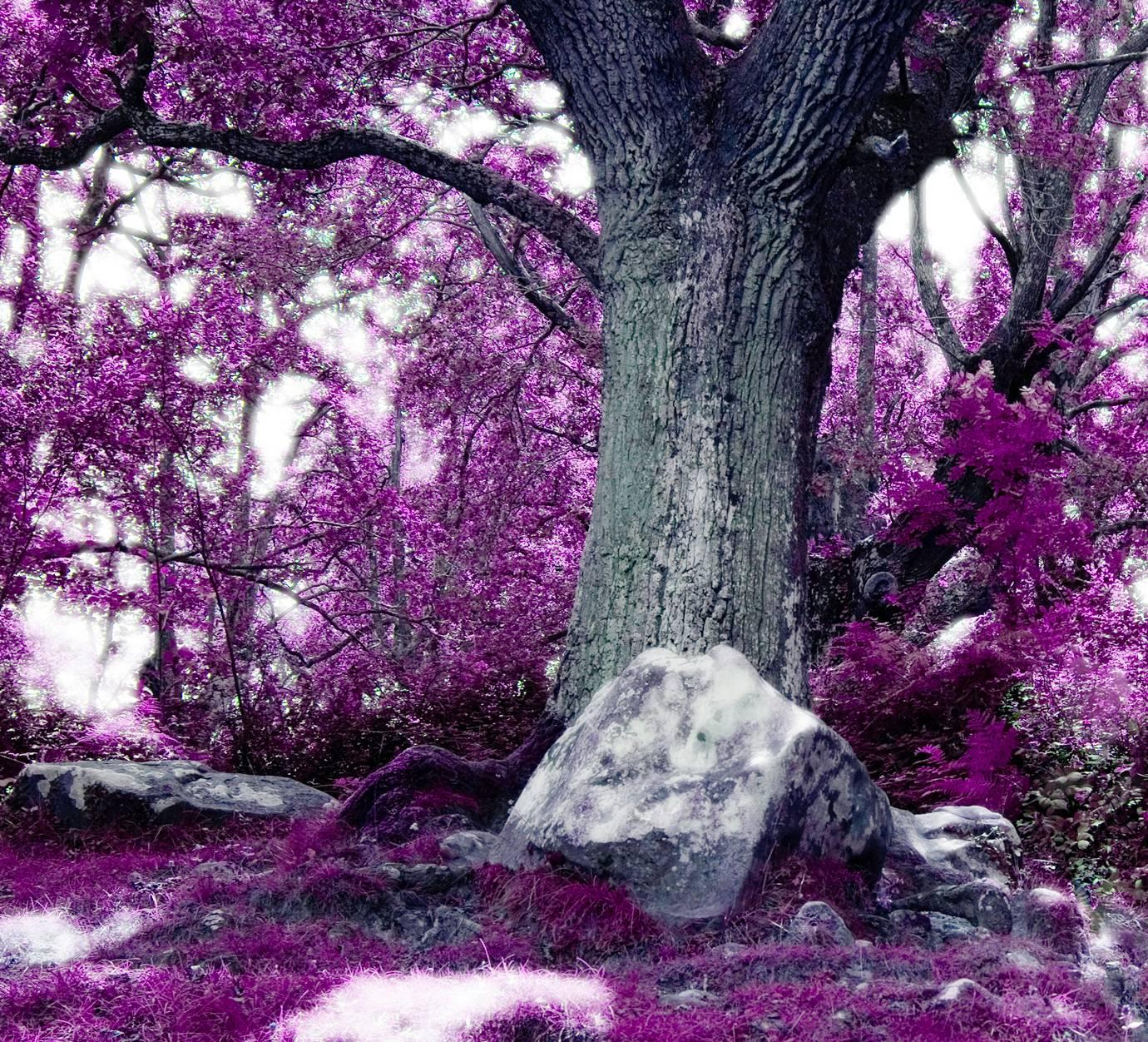 Wonderland, Landscape with old Tree, Magenta/Pink tone - Photograph by Albert Delamour