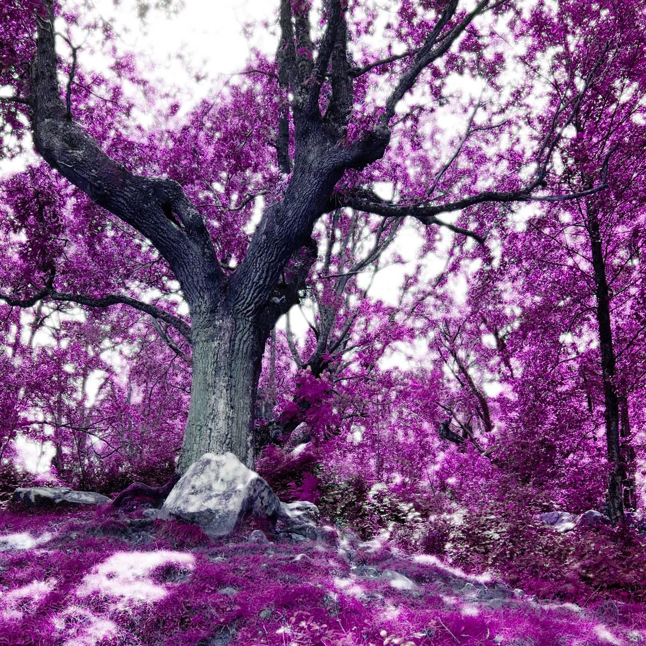 Albert Delamour Landscape Photograph - Wonderland, Landscape with old Tree, Magenta/Pink tone