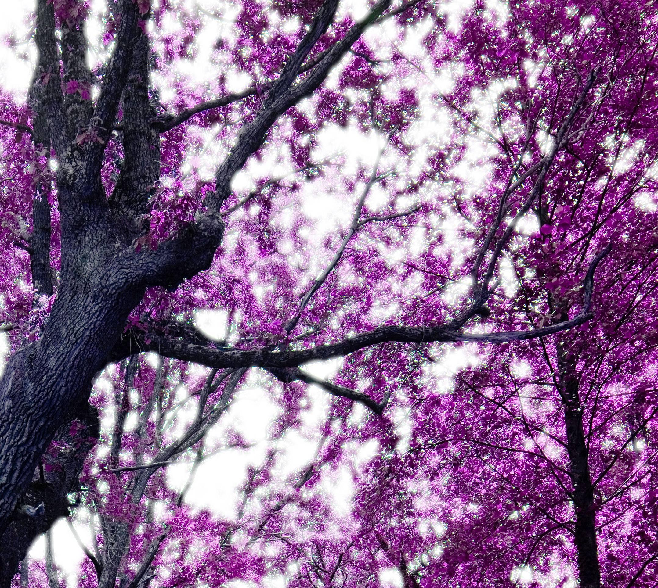 Wonderland, Landscape with old Tree, Magenta/Pink tone - Abstract Photograph by Albert Delamour