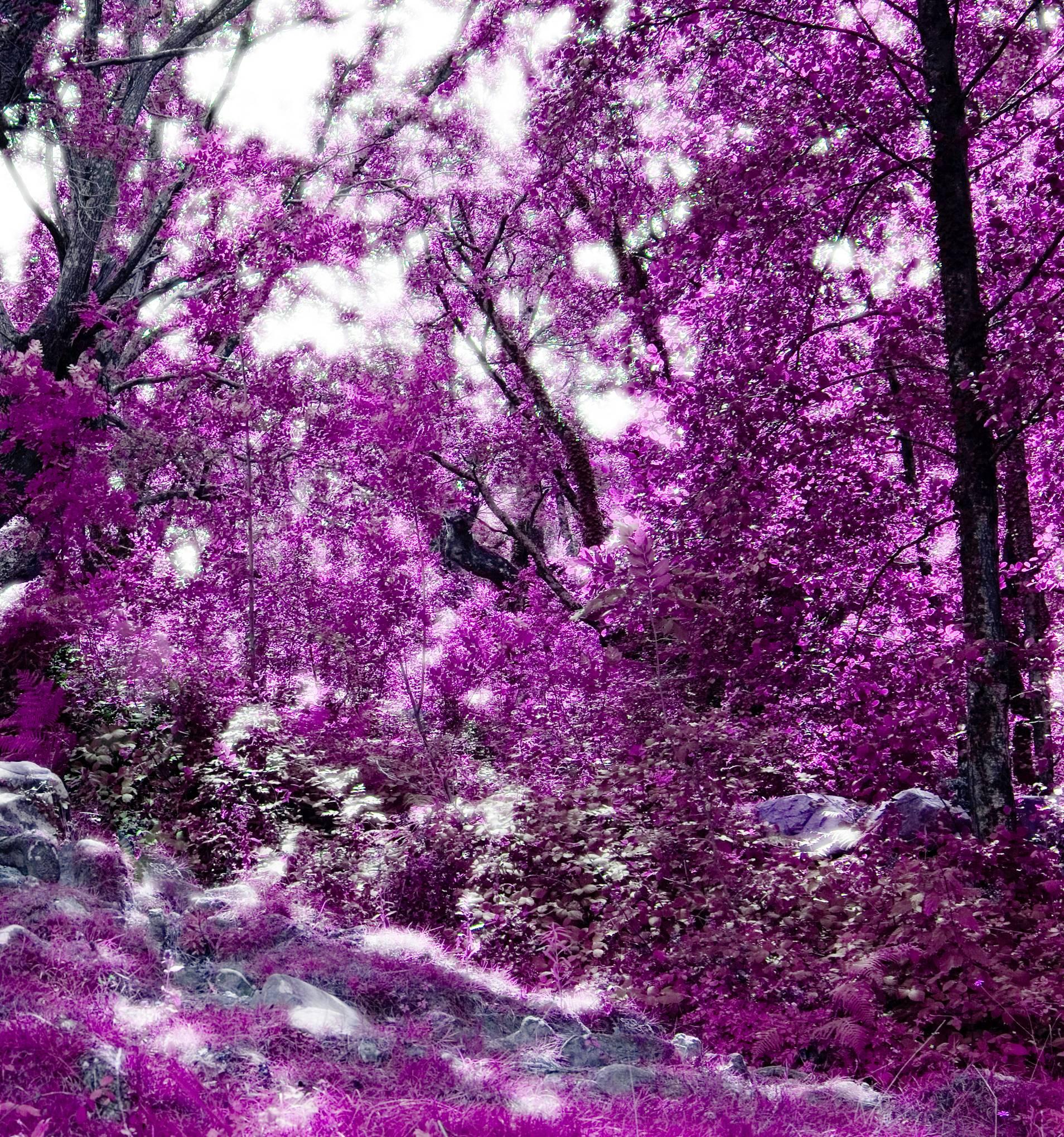 Wonderland, Landscape with old Tree, Magenta/Pink tone - Purple Landscape Photograph by Albert Delamour
