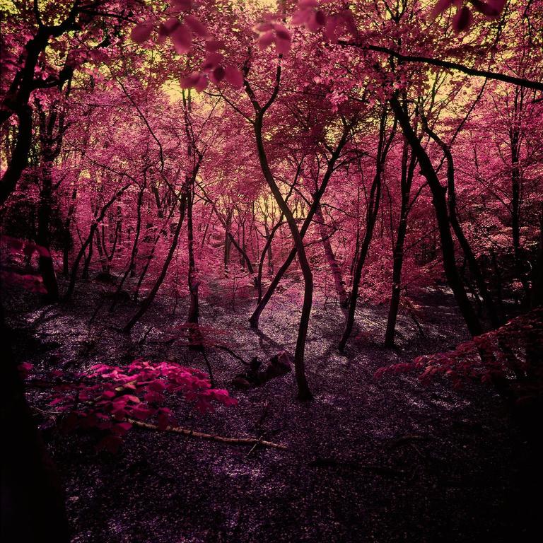 Albert Delamour Landscape Photograph - Wonderland