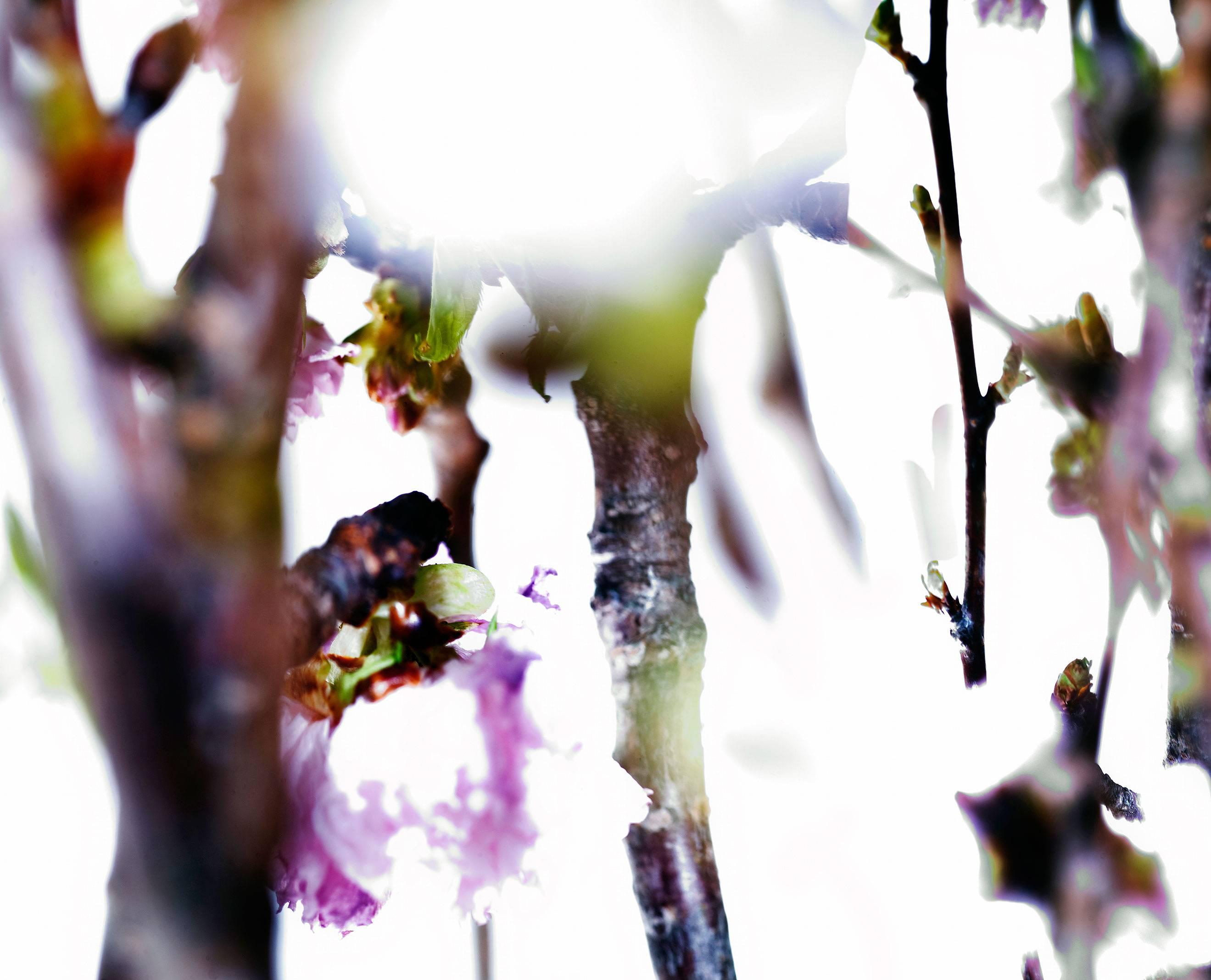 Abstract photography, Tree branches, green leaf and pink flowers, Glowing - Photograph by Albert Delamour