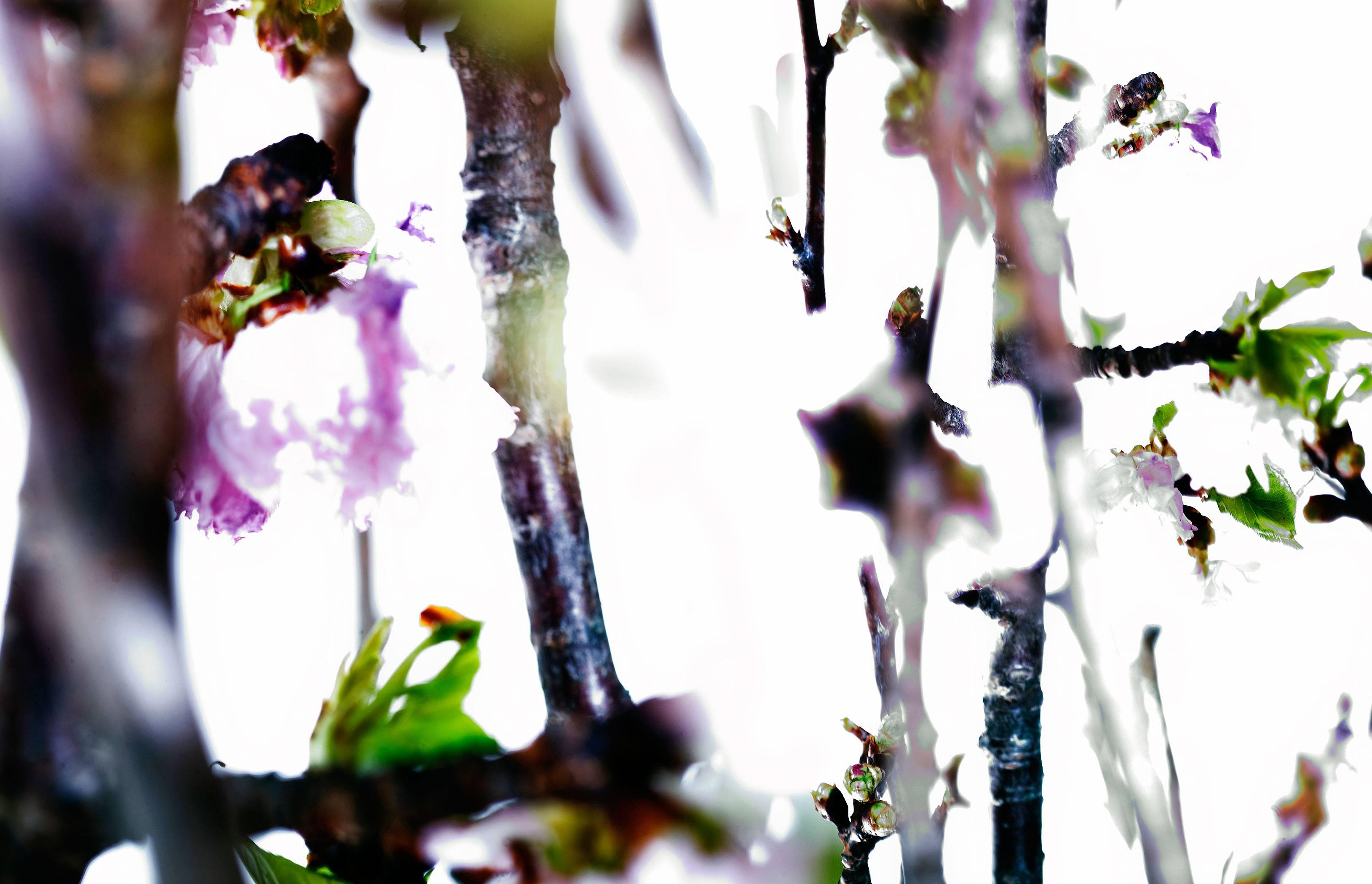 Abstract photography, Tree branches, green leaf and pink flowers, Glowing - Contemporary Photograph by Albert Delamour