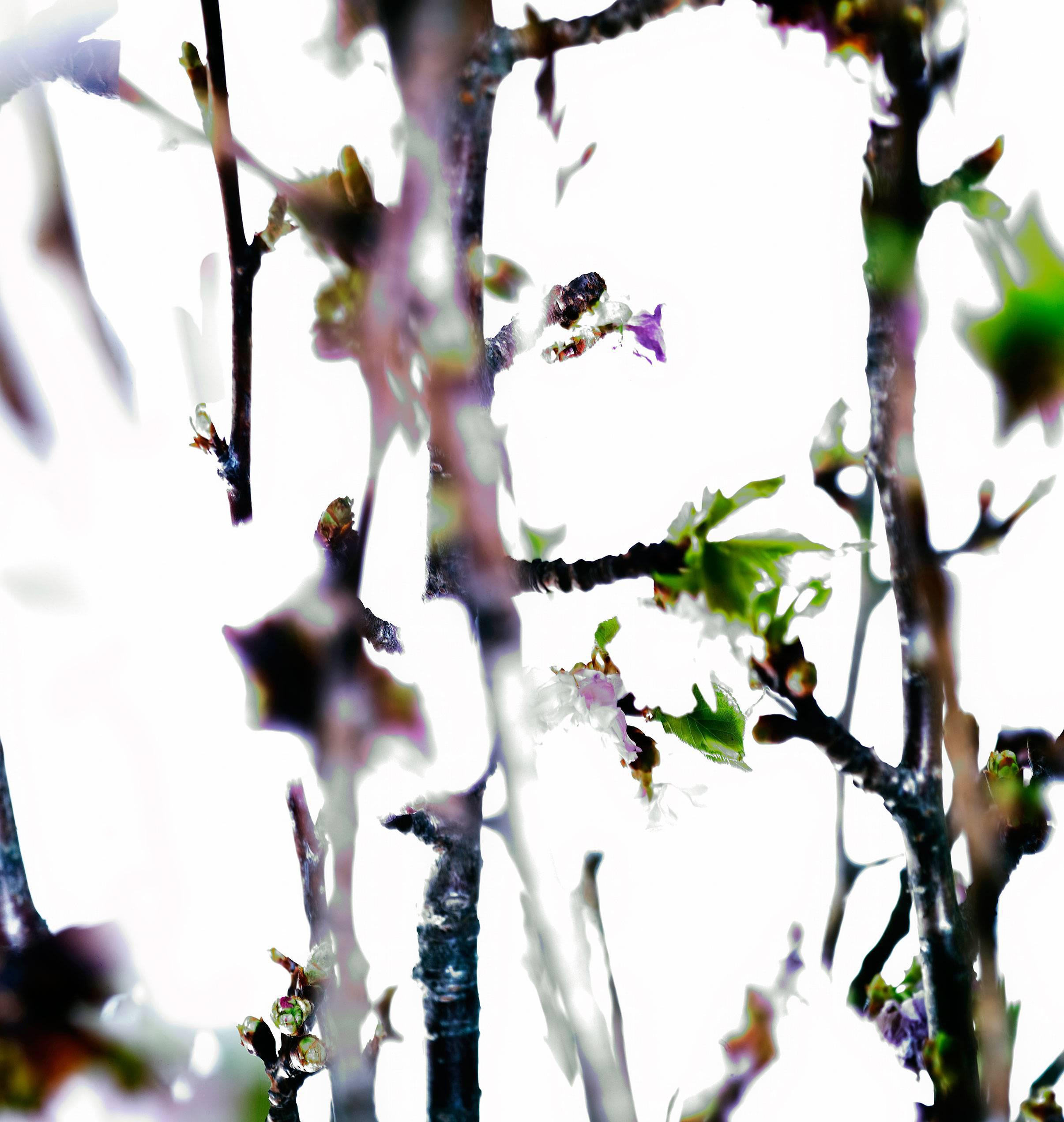 Abstract photography, Tree branches, green leaf and pink flowers, Glowing - Gray Abstract Photograph by Albert Delamour