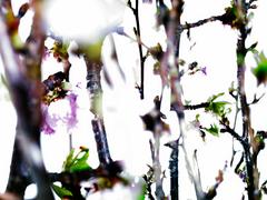 Abstract photography, Tree branches, green leaf and pink flowers, Glowing