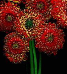 Red orange Flowers, green stem, on black background, Red Alive