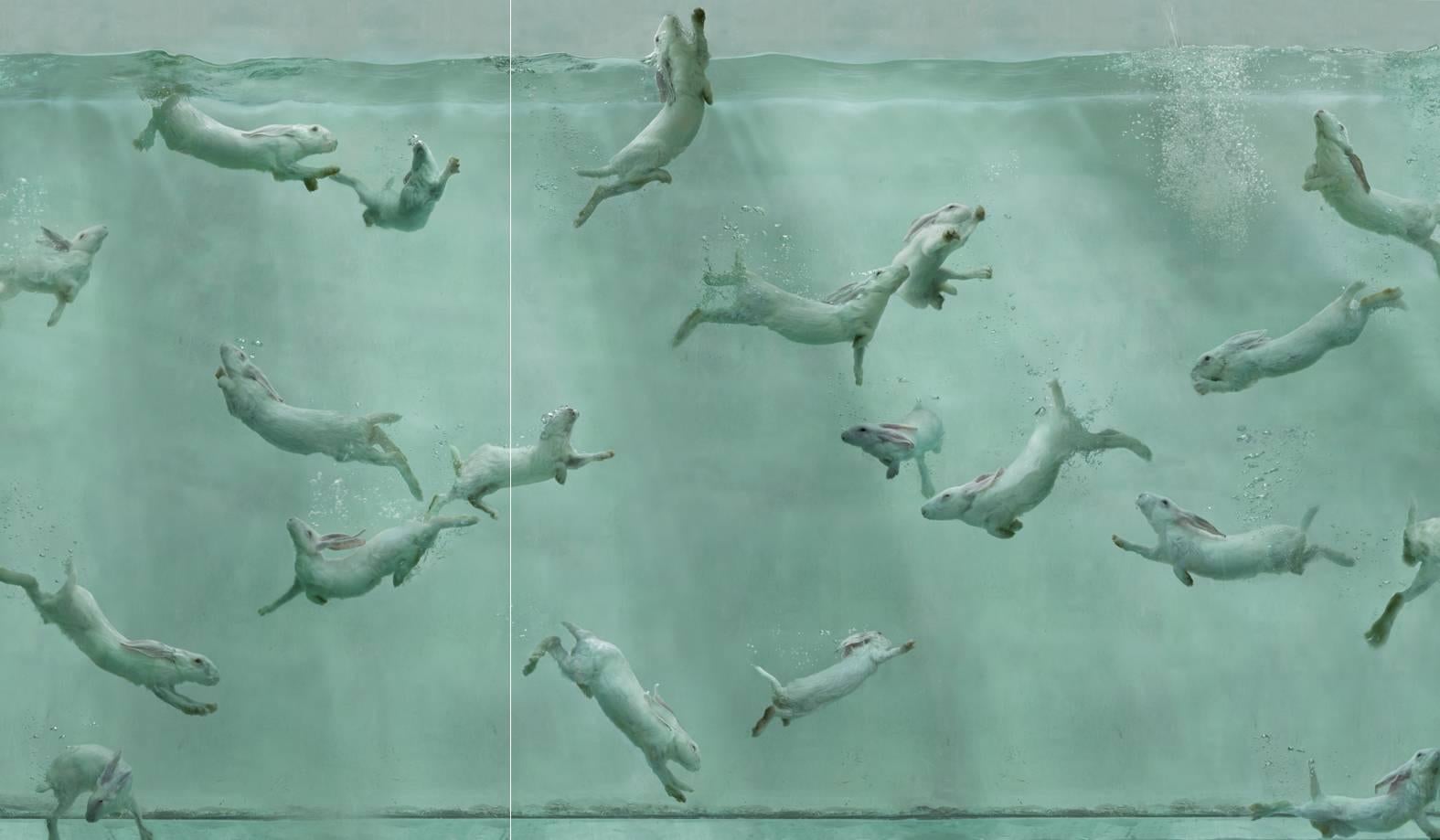 Zhou Hongbin Color Photograph - Swimming Bunnies, Aquarium 26, Diptych