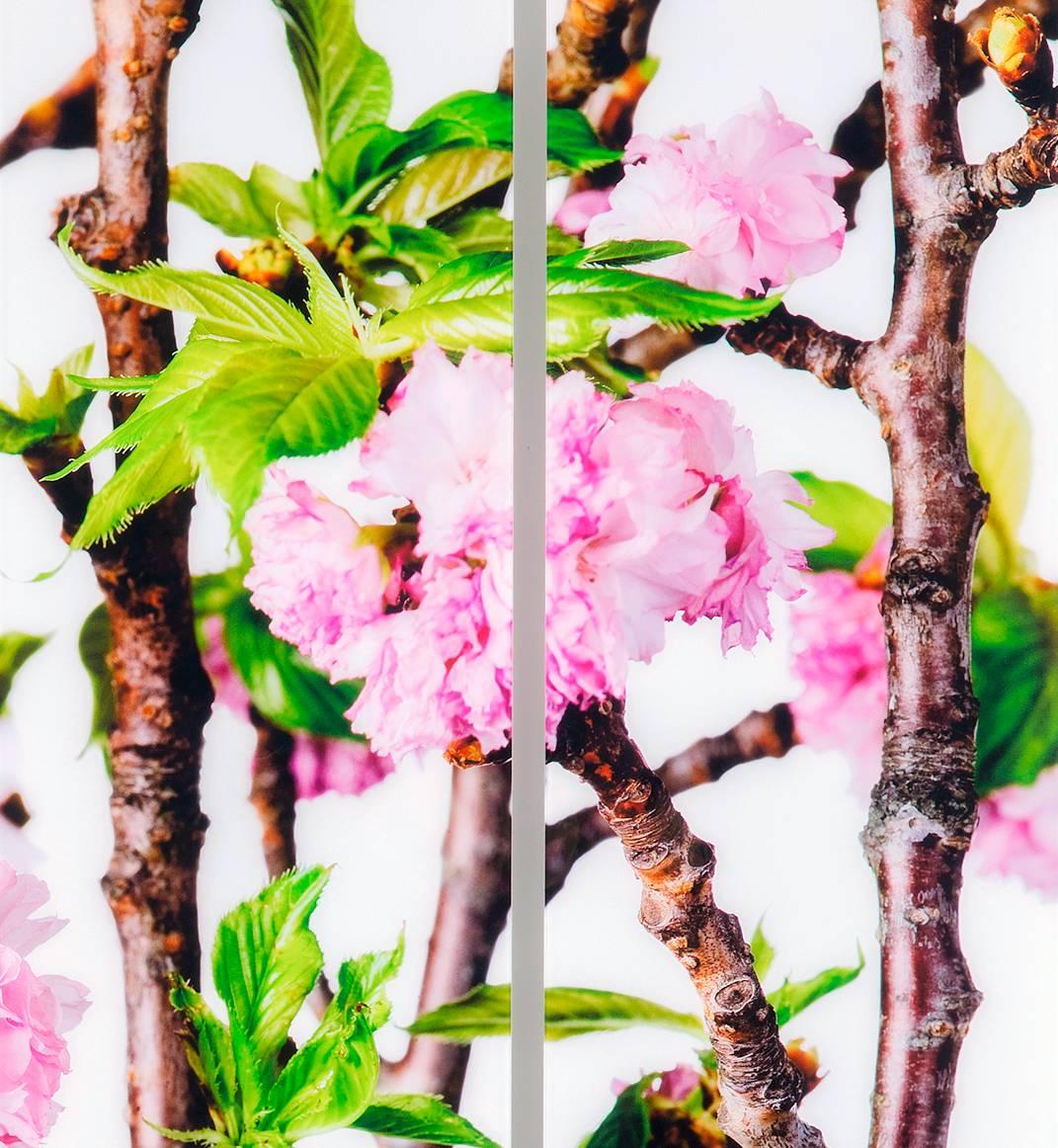 Cherry Blossom, from Design by Nature series  - Contemporary Photograph by Albert Delamour