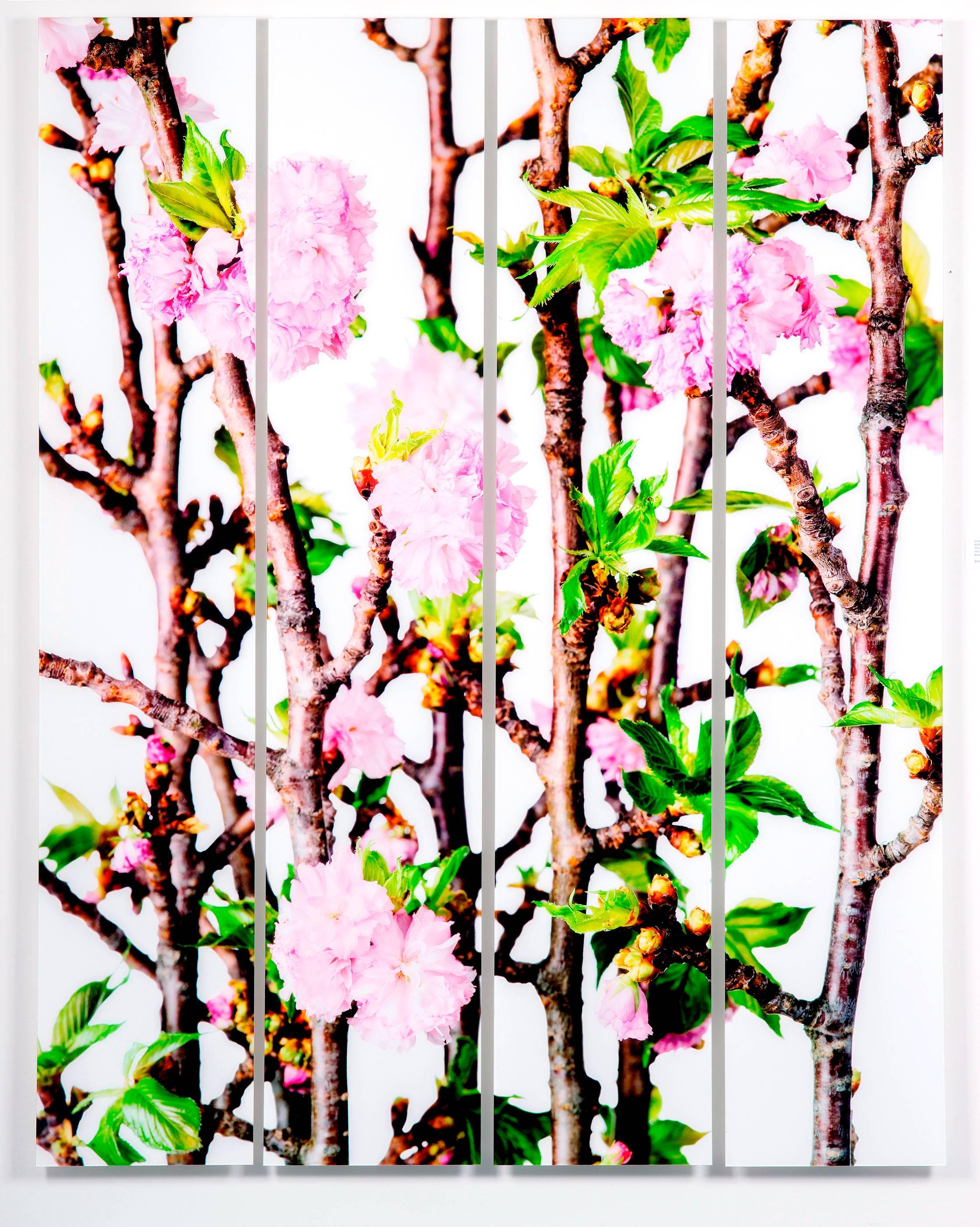 Cherry Blossom, from Design by Nature series  - Photograph by Albert Delamour