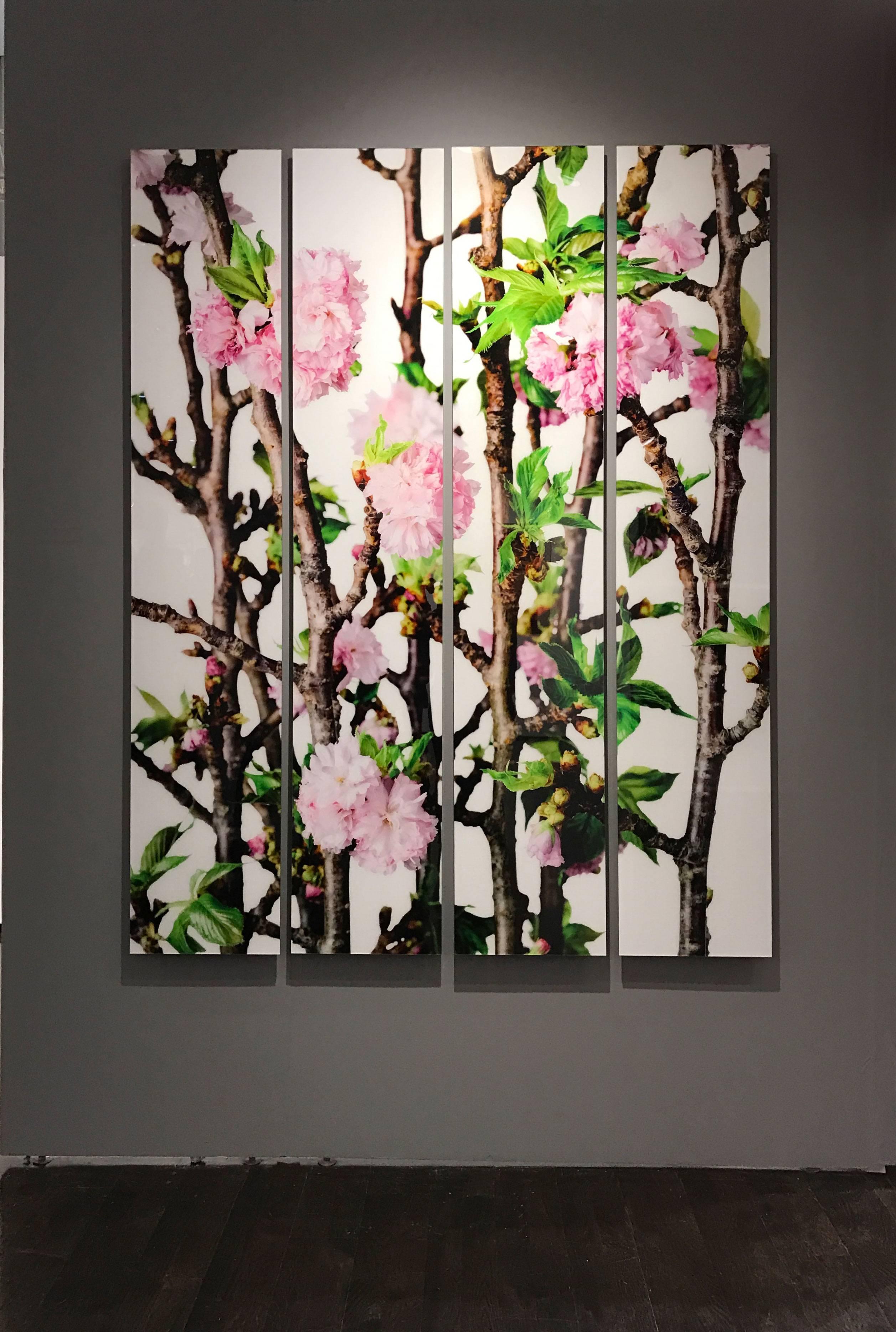Albert Delamour Color Photograph - Cherry Blossom, from Design by Nature series 