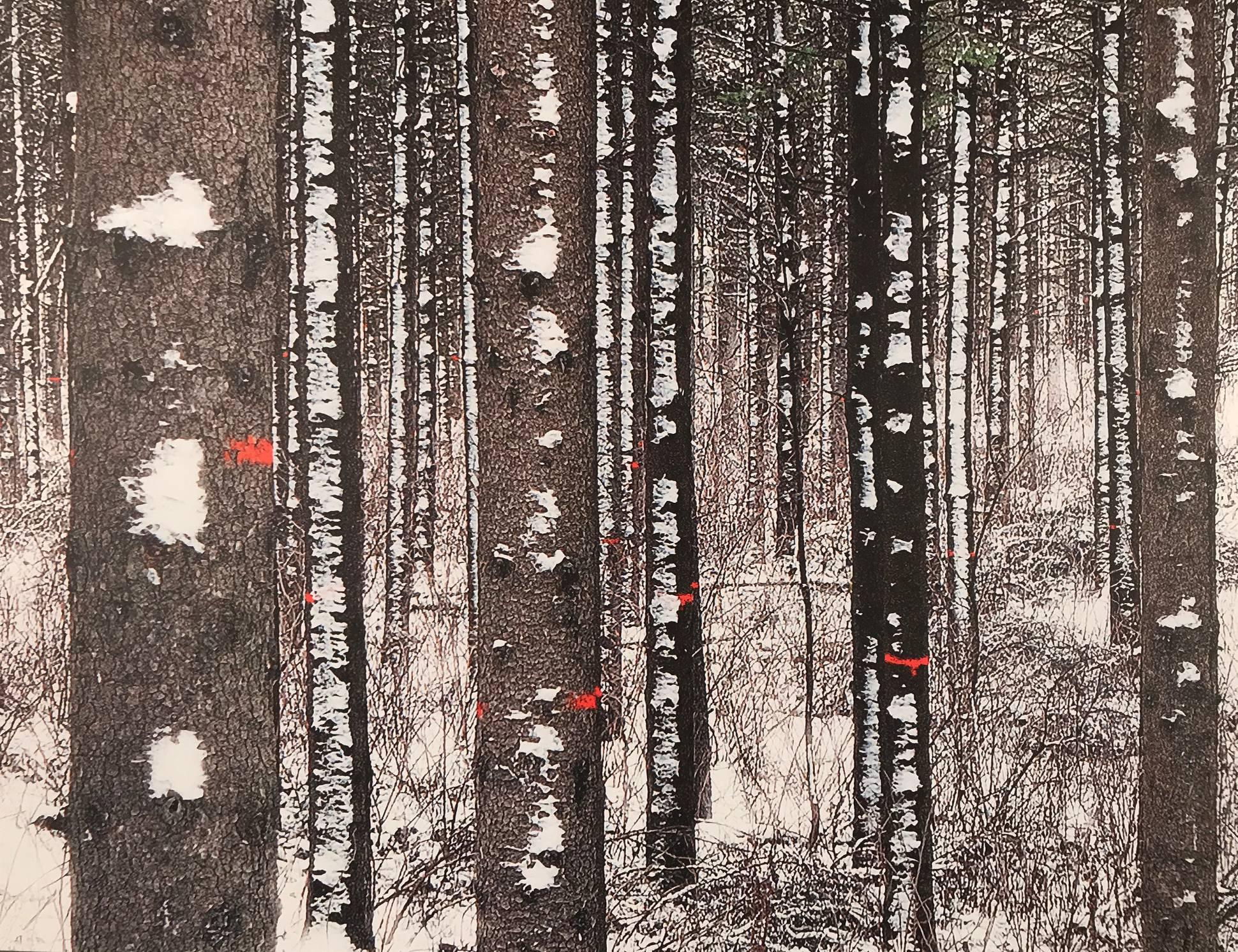 Forest with white trees, Birch forest,  - Contemporary Photograph by Albert Delamour