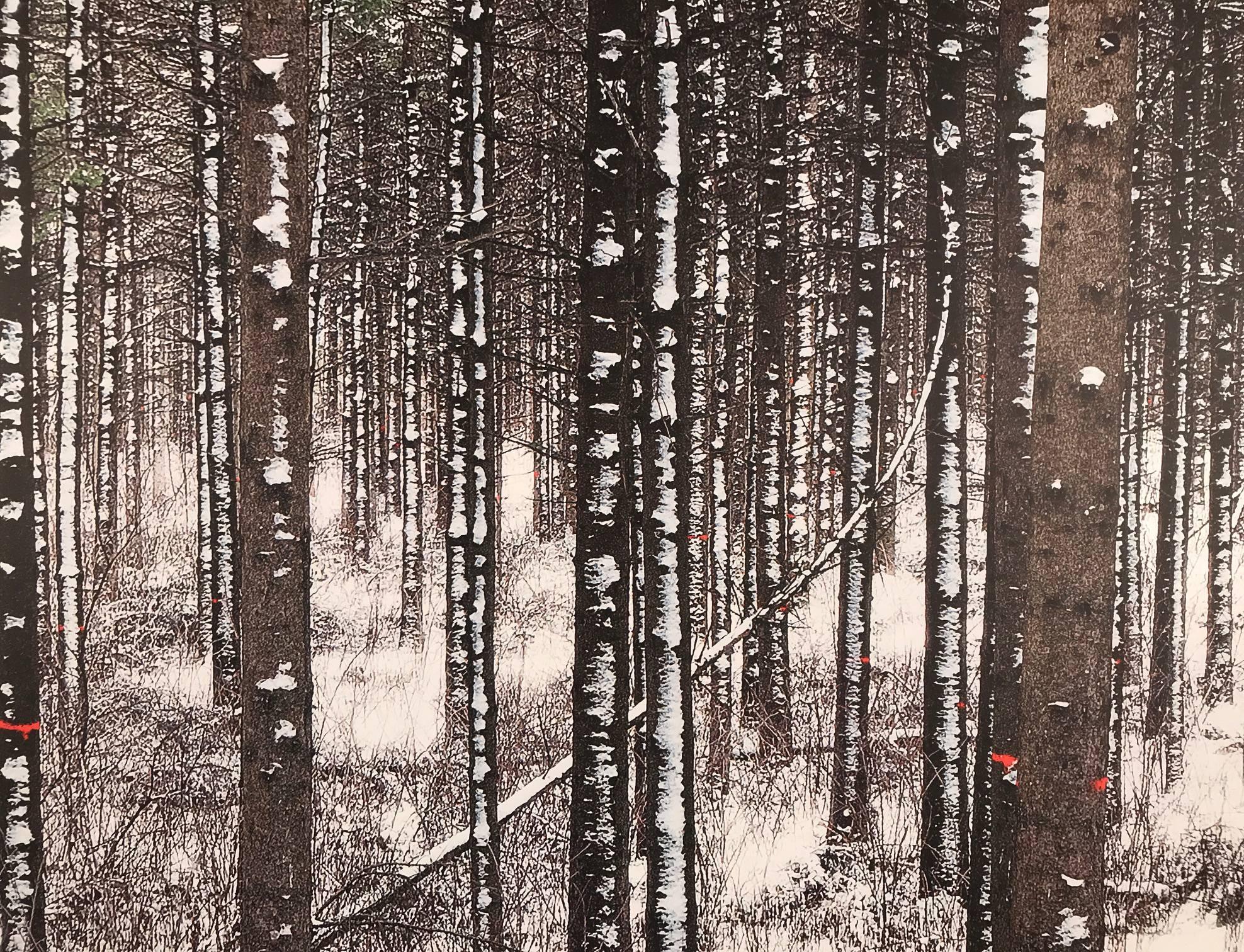 Albert Delamour Color Photograph - Forest with white trees, Birch forest, 
