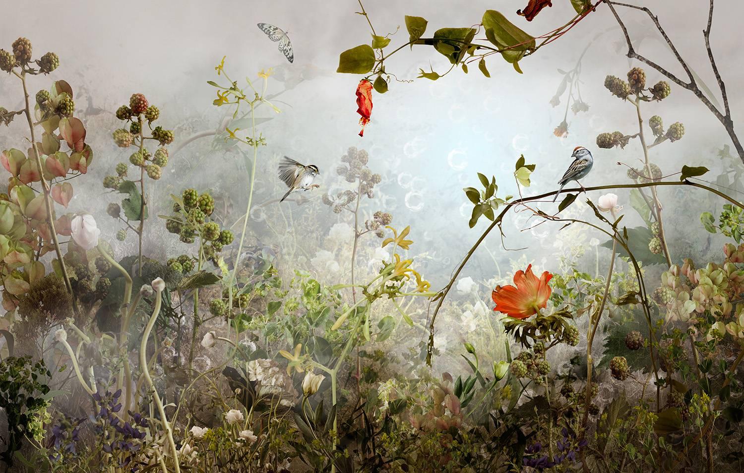 Ysabel Lemay Color Photograph - Photo composition with trees, birds and butterflies, divin nature, Sanctum