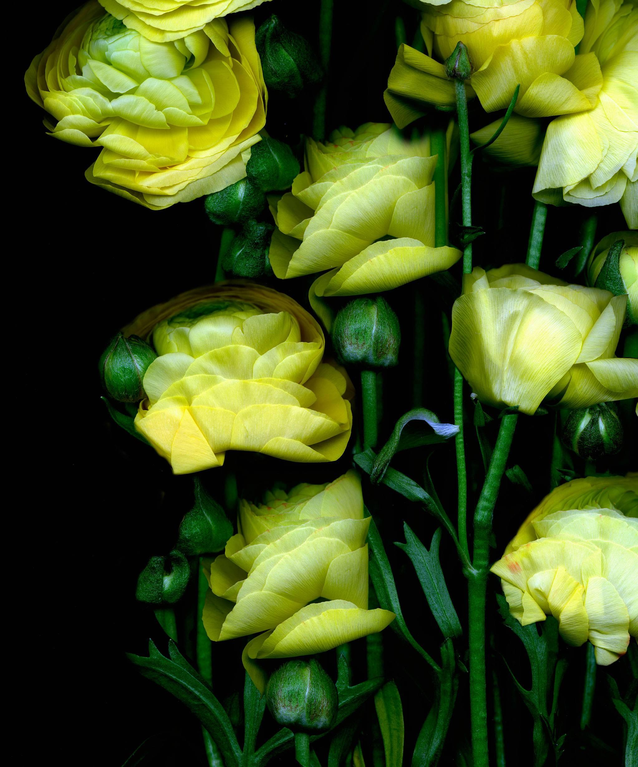 Flower bouquet of Yellow Flowers on black background by Albert Delamour  For Sale 1