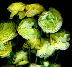 Flower bouquet of Yellow Flowers on black background by Albert Delamour
