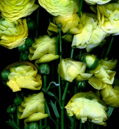 Flower bouquet of Yellow Flowers on black background by Albert Delamour 