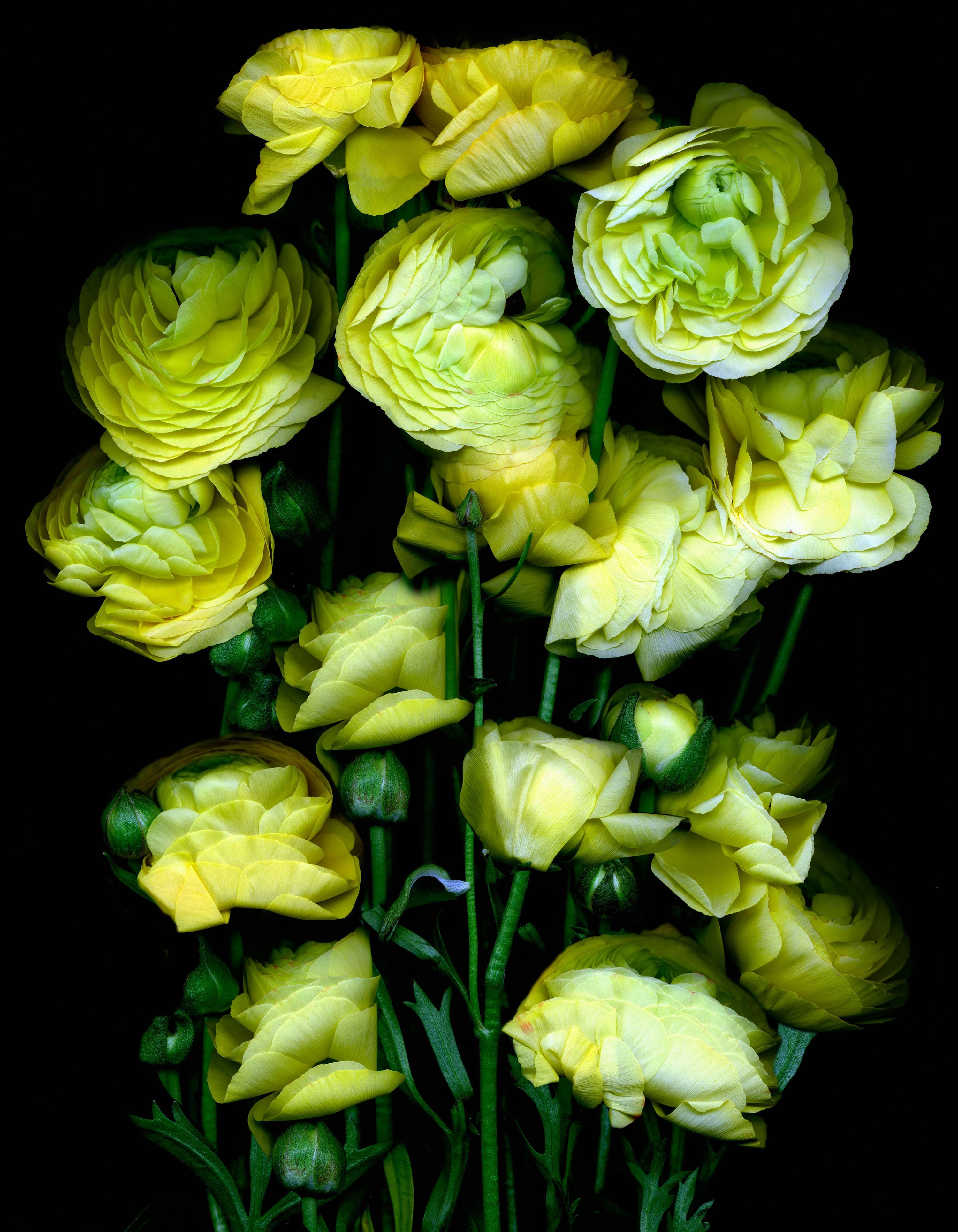 Flower bouquet of Yellow Flowers on black background by Albert Delamour  For Sale 4
