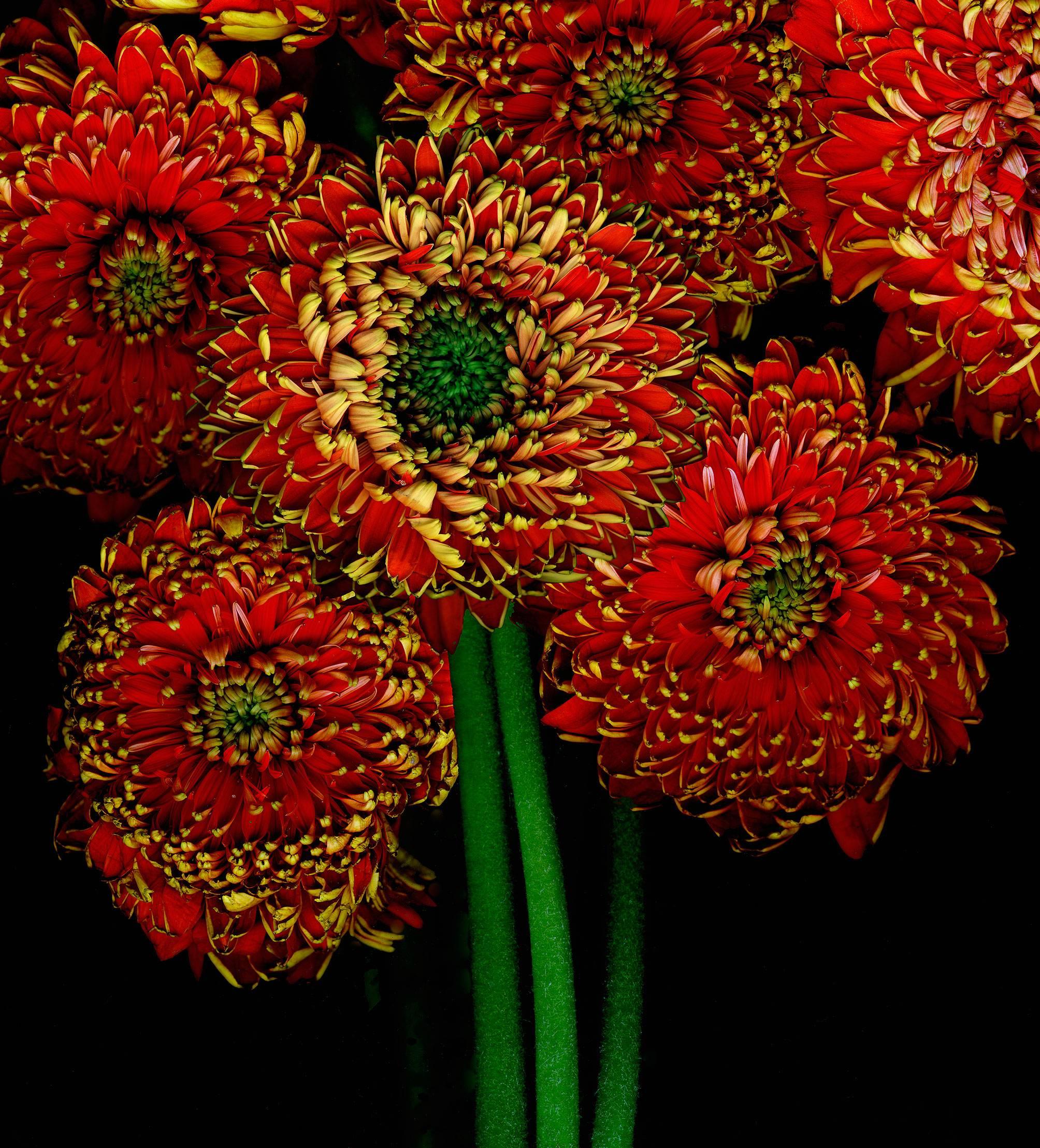 black and orange flower arrangements