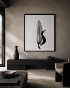 Lily No.2 black and white analogue floral photography edition of 10