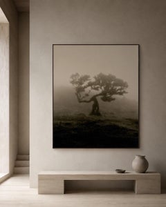 Laurisilva of Madeira - analogue black and white nature photography, Limited 10
