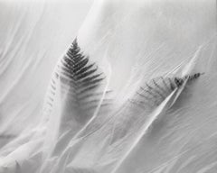 Helecho n.º 4: fotografía botánica analógica en blanco y negro, E.d. 10