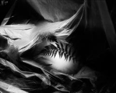 Helecho n.º 3: fotografía botánica analógica en blanco y negro, E.d. 20