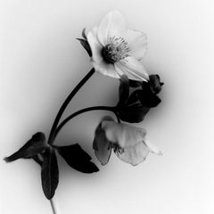 'Black Hellebore No.5' black and white botanical film photograph, edition of 20