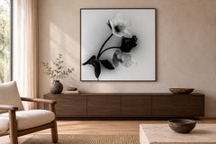 „Black Hellebore No. 5“ – botanische Schwarz-Weiß-Filmfotografie, Auflage: 10 Exemplare