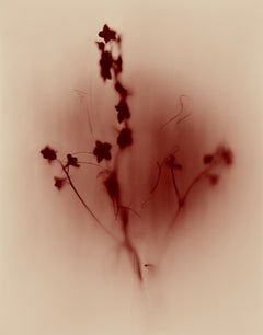 Vestige – Farbfotografie, abstrakter Expressionismus, signierte Auflage von 20 Exemplaren