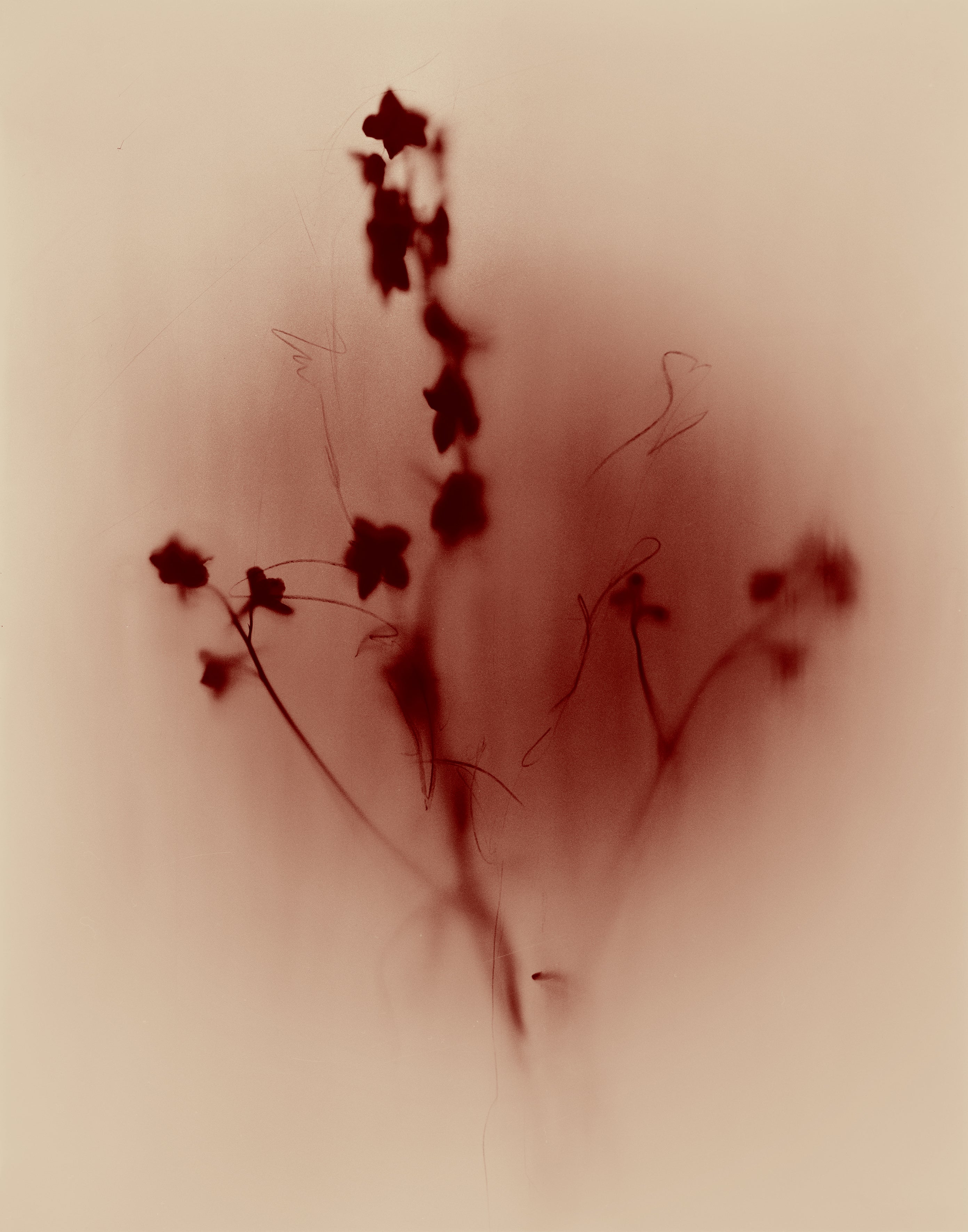 Ugne Pouwell Abstract Photograph - Vestige - Color Photograph, Abstract Expression, Signed Edition of 10