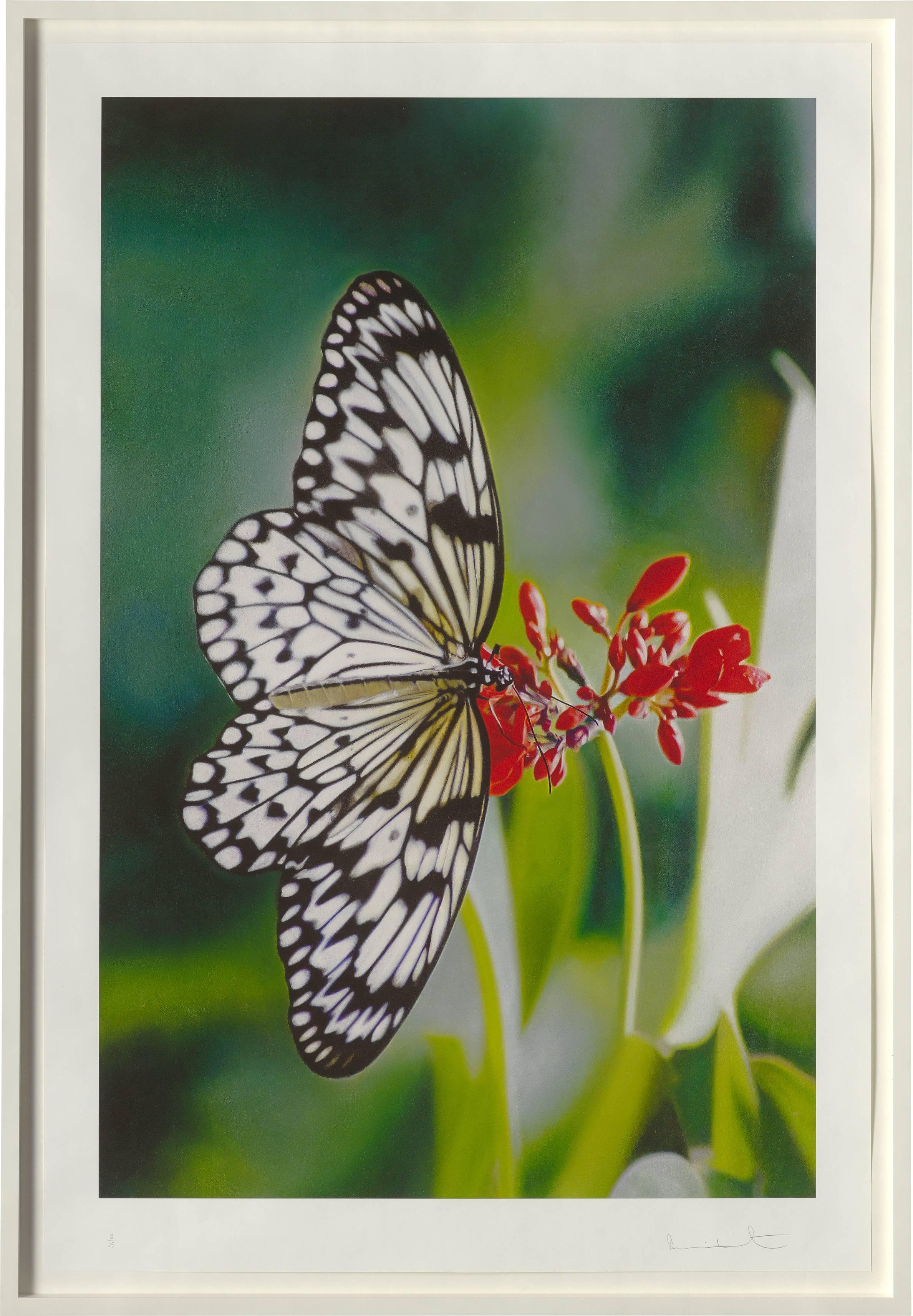 Damien Hirst Animal Print - Love Prints - Paper Kite Butterfly on Oleander