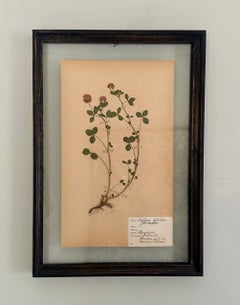 1931, A Pair Of Unique Botanical Flower & Plant Specimen, Herbarium Displays