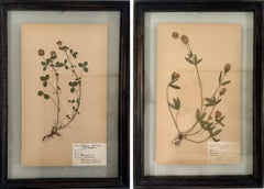 1931, A Pair Of Unique Botanical Flower & Plant Specimen, Herbarium Displays