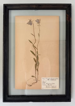 1931, par único de especímenes botánicos de flores y plantas. Exposiciones delicadas de herbario
