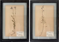 1931, par único de especímenes botánicos de flores y plantas. Exposiciones delicadas de herbario