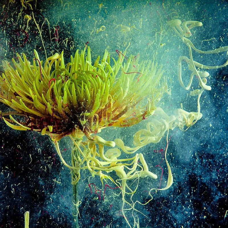 Color Photograph Newbold Bohemia - Chrysanthème : photographie de nature morte de fleurs jaunes dans le style pop contemporain