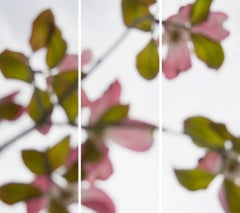 Rose bois de chien, n° 2