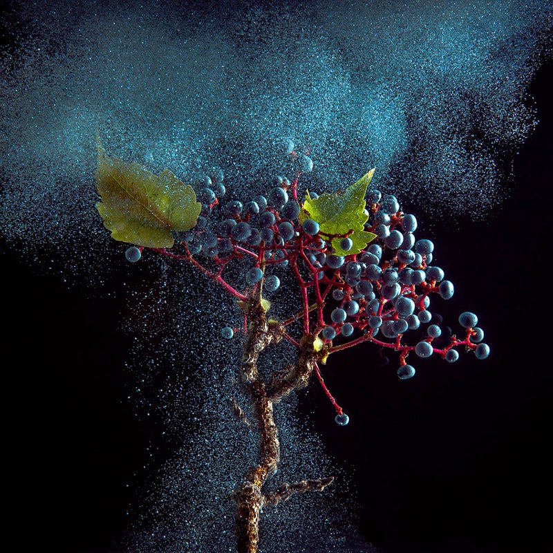 Newbold Bohemia Color Photograph - Ivy Berry (Modern Fruit Still Life Photograph of Grapes with Blue Paint Details)