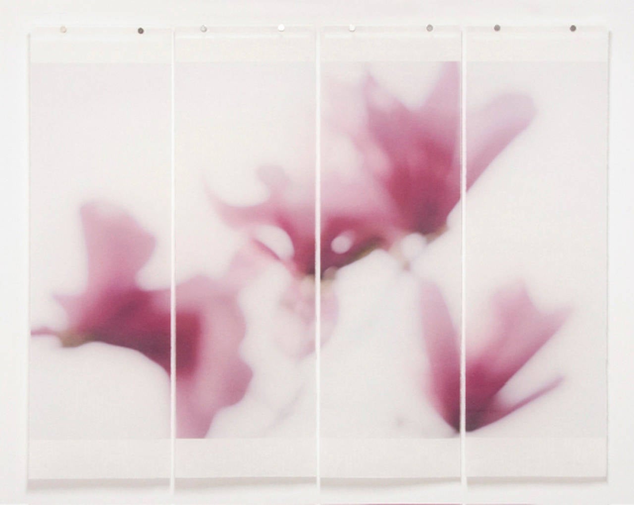 Jeri Eisenberg Still-Life Photograph - Magnolia No. 12: Floral Photograph of Pink on White Background